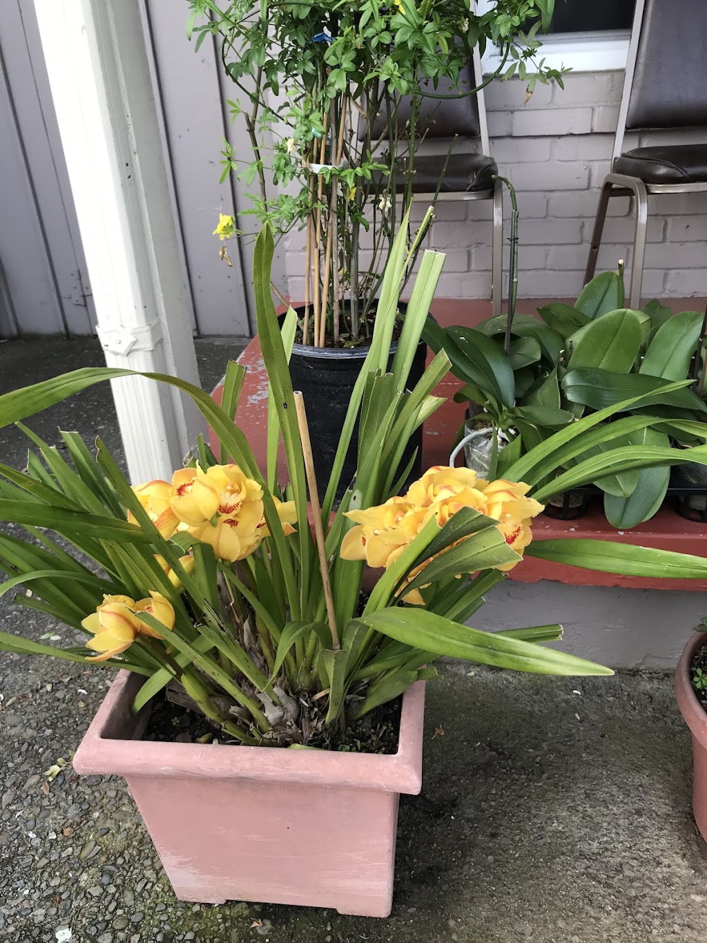 A-Barber | 4276 Williams Rd, San Jose, CA 95129, USA | Phone: (408) 623-6037