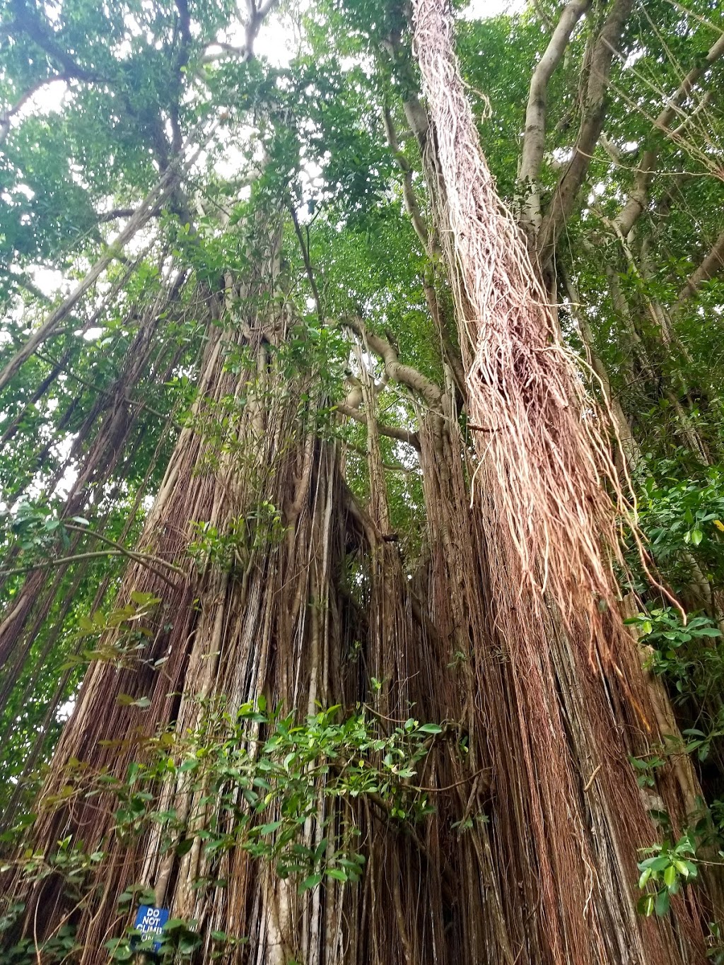 Wahiawā Botanical Garden | 1396 California Ave, Wahiawa, HI 96786, USA | Phone: (808) 621-7321