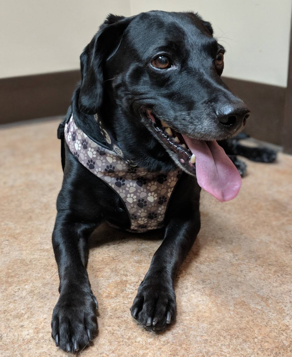McCormick Animal Clinic | 3252 Blackwood Dr, Nashville, TN 37214, USA | Phone: (615) 883-8280