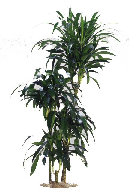 Hawaiian Tropical Plant Sales | 2211 N Beckley Ave, Dallas, TX 75208, USA | Phone: (972) 243-0181