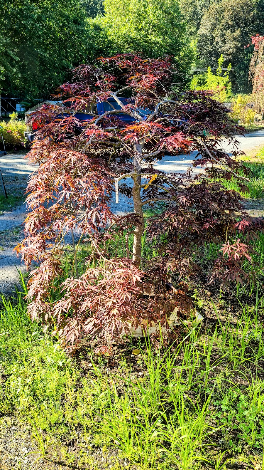 Woods Creek Nursery | 21008 Woods Creek Rd, Monroe, WA 98272, USA | Phone: (360) 794-6823