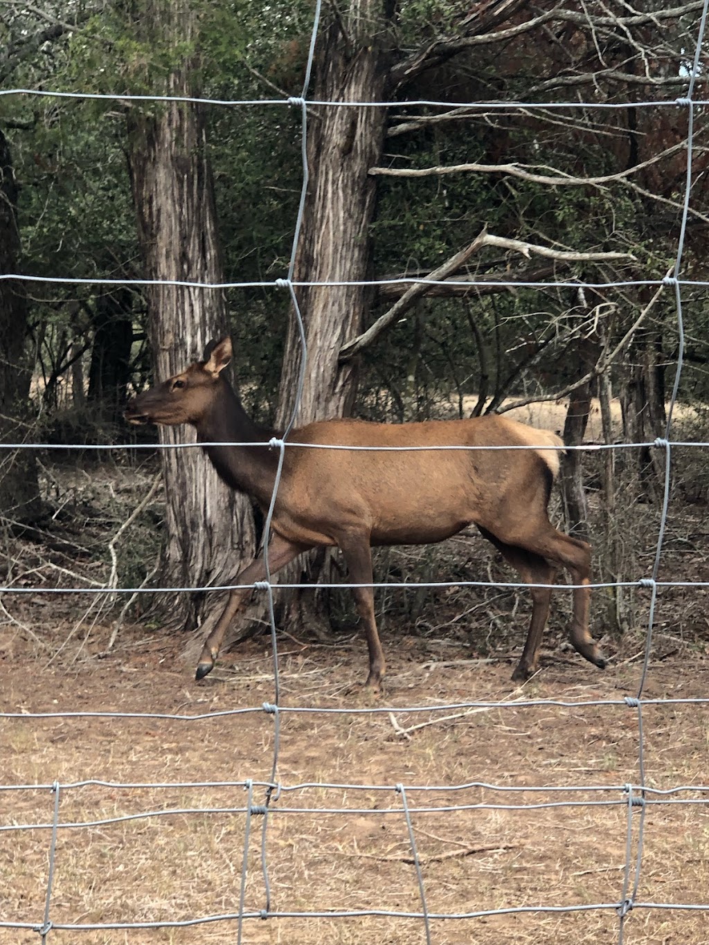 4-D Guest Ranch | 5974 Co Rd 444, Waelder, TX 78959, USA | Phone: (830) 540-4447