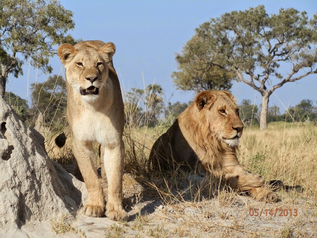 Our African Safaris | 1601 E Lamar Blvd, Arlington, TX 76011, USA | Phone: (817) 962-2505