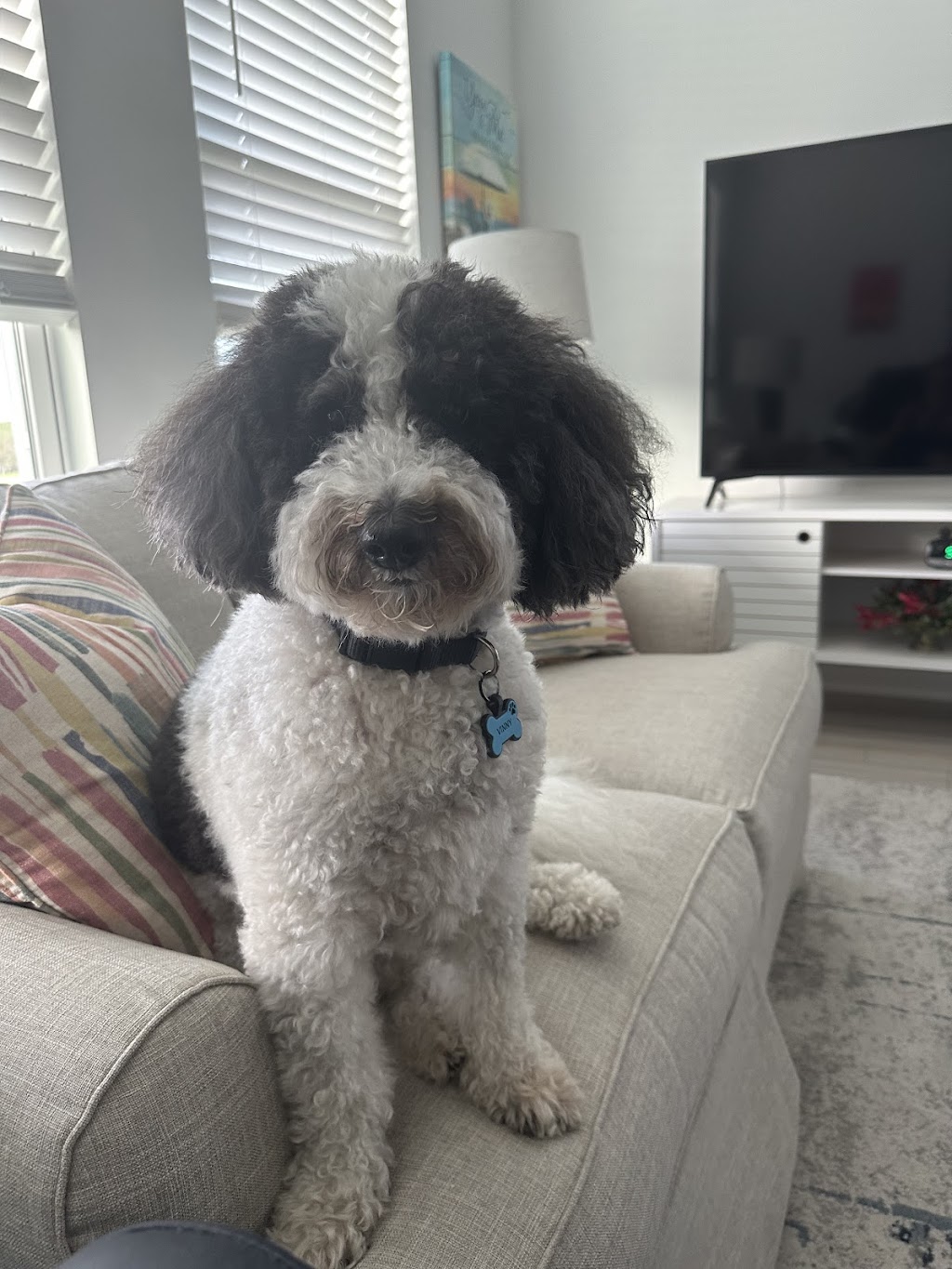 Legacy Vet Care | 17014 Ayers Rd, Brooksville, FL 34604, USA | Phone: (352) 900-2673