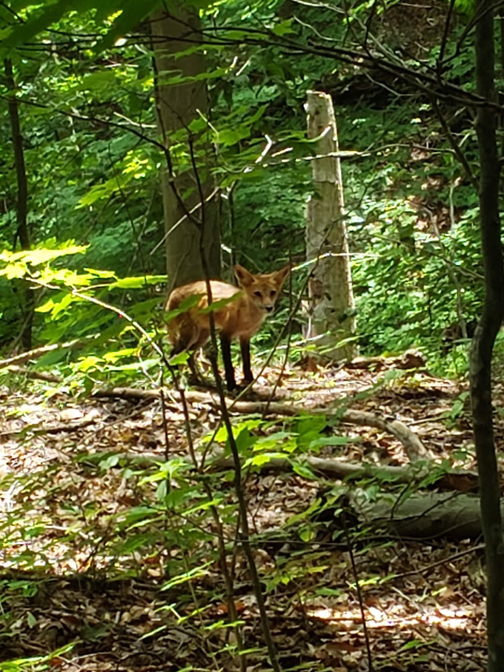 River Grove Chestnut Shelter | 2944 River Rd #2908, Willoughby Hills, OH 44094, USA | Phone: (216) 635-3304