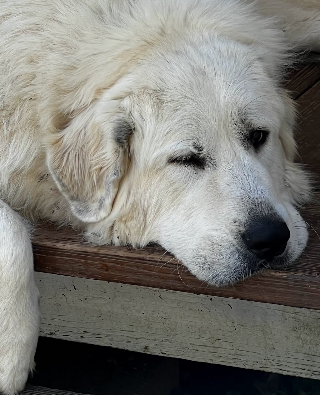 Voices from the Scars | 549 Deer Track Dr, Canton, GA 30114, USA | Phone: (404) 245-7367