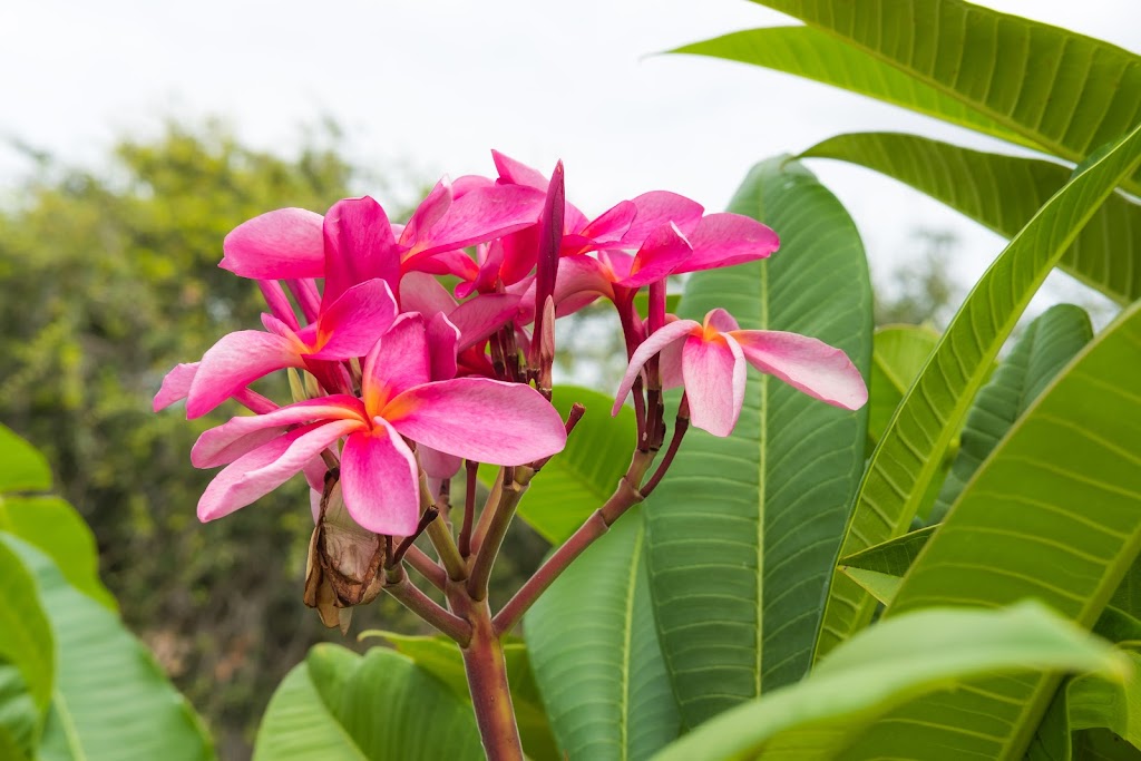 South Texas Botanical Gardens & Nature Center | 8545 S Staples St, Corpus Christi, TX 78413, USA | Phone: (361) 852-2100