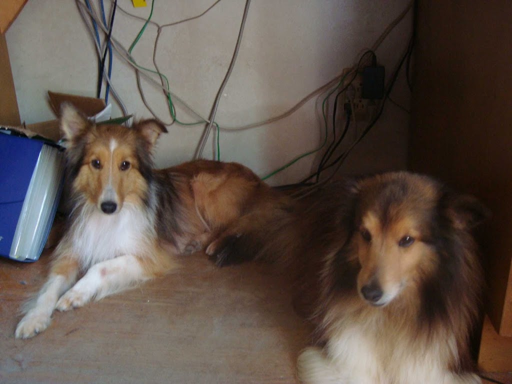 Dog Lovers Ts Sheltie Heaven | 9708 NC-39, Middlesex, NC 27557 | Phone: (919) 625-6523