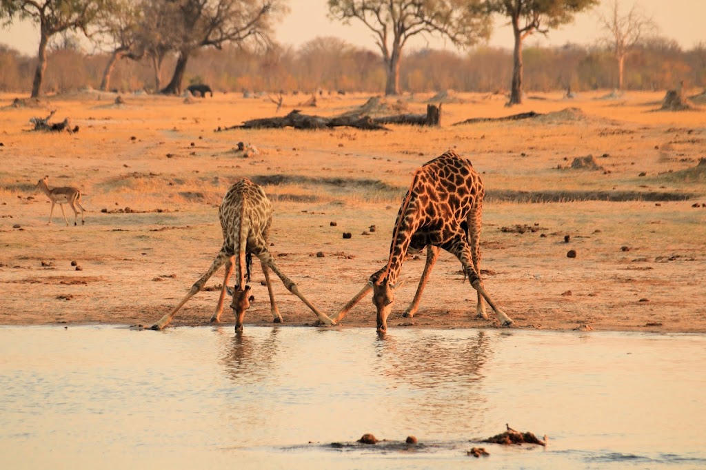 Ultimate Africa Safaris | 4580 Klahanie Dr SE, PMB211, Issaquah, WA 98029, USA | Phone: (800) 461-0682