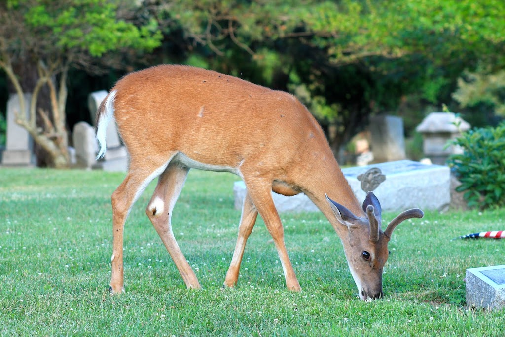 Washington Cemetery | 498 Park Ave, Washington, PA 15301, USA | Phone: (724) 225-1040