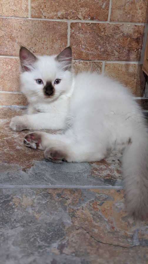 Oregon Ragdolls | 13912 SE 322nd Ave, Boring, OR 97009, USA | Phone: (775) 742-8008