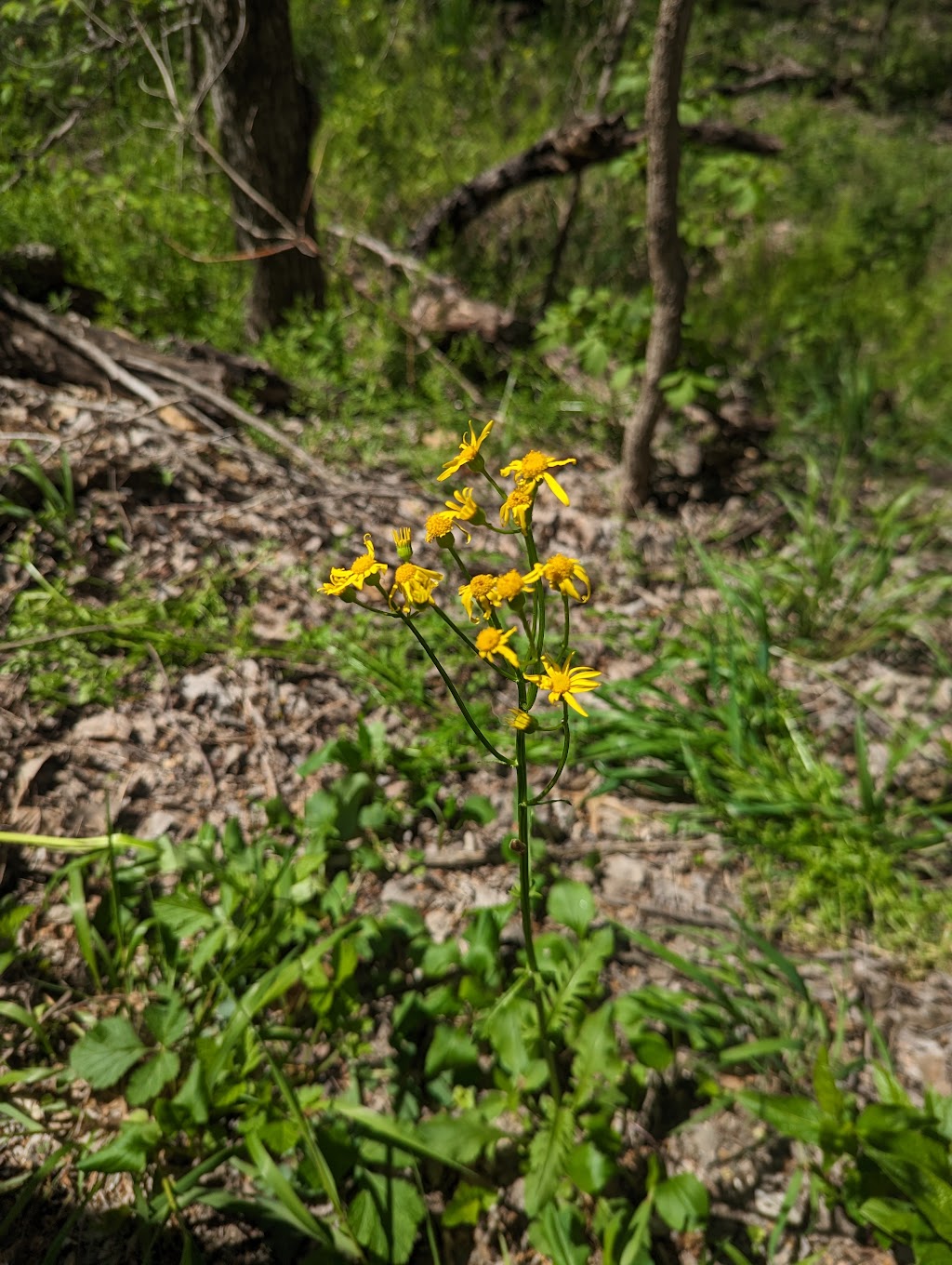 Spring Creek Forest Trails | 1770 Holford Rd, Garland, TX 75044, USA | Phone: (972) 205-2750