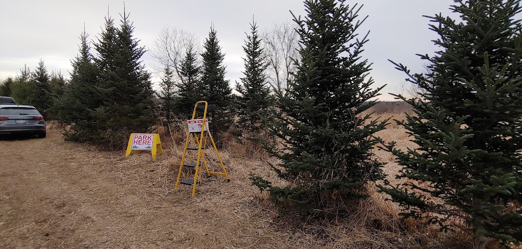 Newell Family Christmas Tree Farm | 22744 Olgilvie, Avenue North, Scandia, MN 55073, USA | Phone: (651) 433-3522